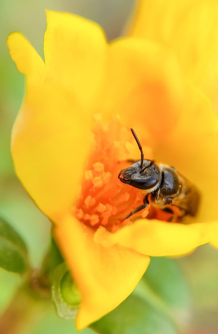 get-in-touch Detailed close-up of a bee collecting pollen inside a vibrant yellow flower.