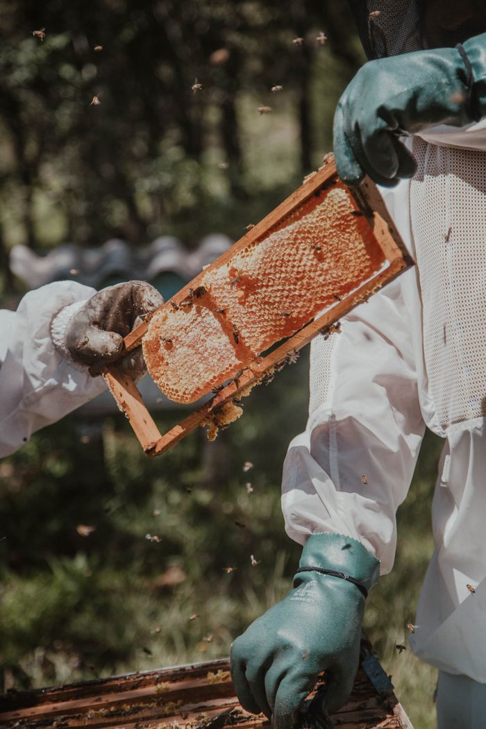 about-us Two beekeepers examine a honey-filled honeycomb frame in an outdoor setting, ensuring safety with protective gear.
