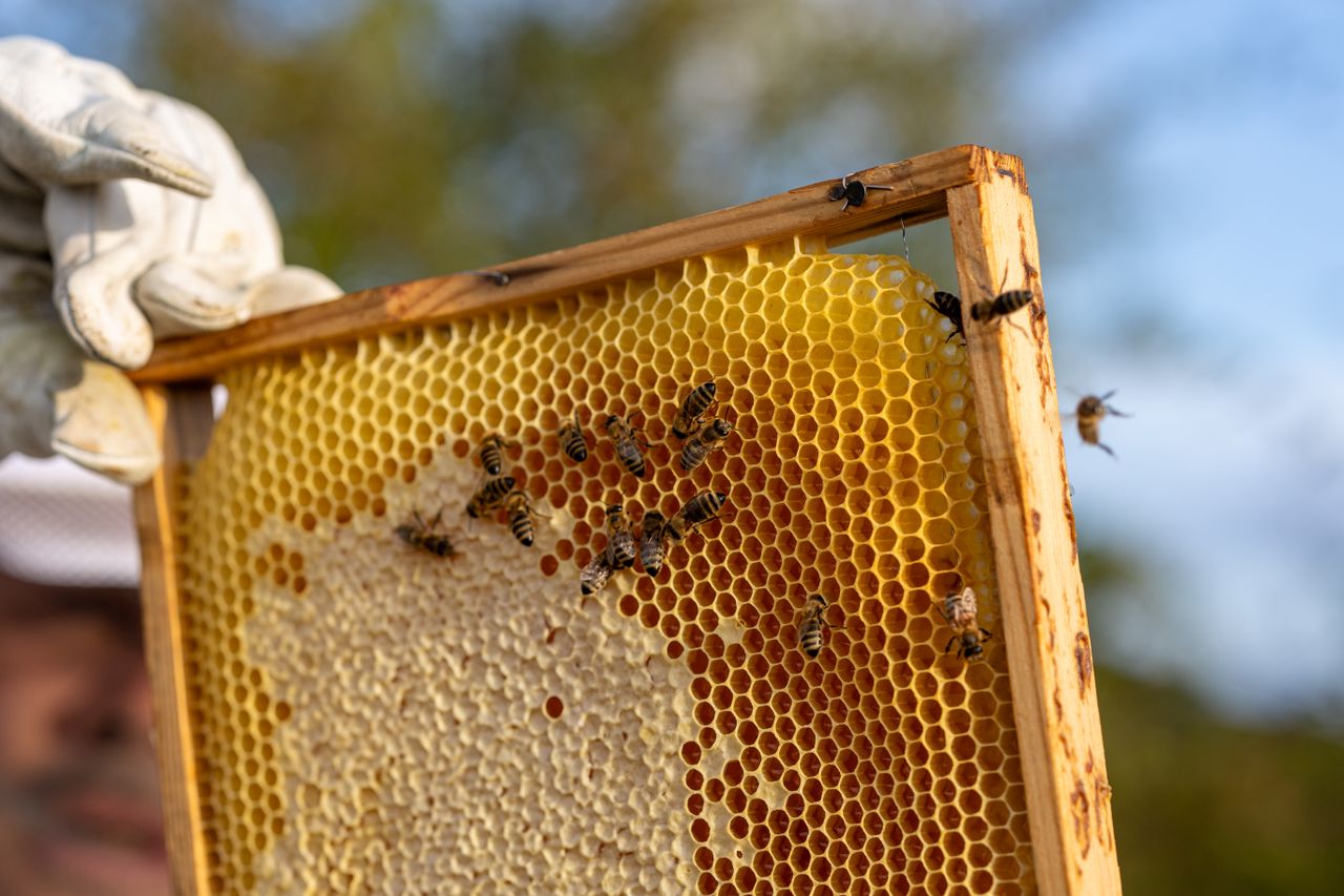 services-05 A detailed view of a honeybee-covered hive frame showcasing fresh honeycomb.