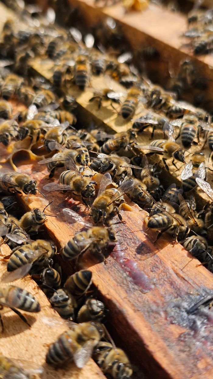 services-03 Close-up view of honeybees swarming on a beehive frame, showcasing natural bee behavior.