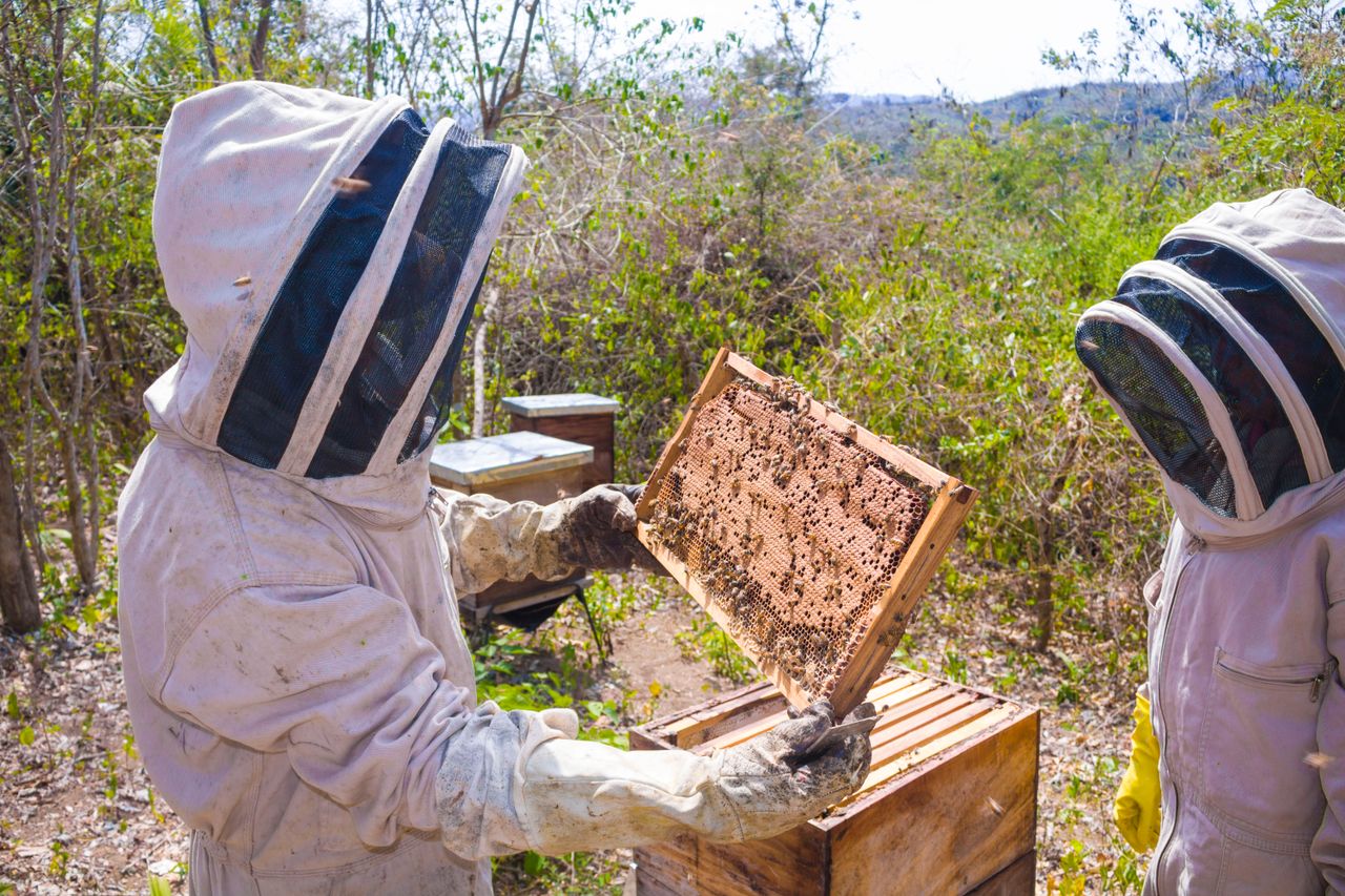 services-06 Two beekeepers in protective gear examining hive frames in a sunny outdoor apiary.