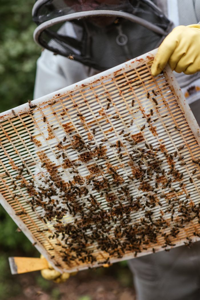 home-hero Crop unrecognizable apiarist in protective uniform holding cover from beehive while harvesting honey in countryside area
