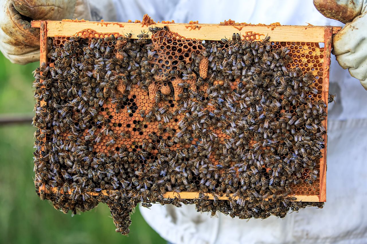 services-04 Detailed view of bees on a honeycomb frame held by beekeeper outdoors.